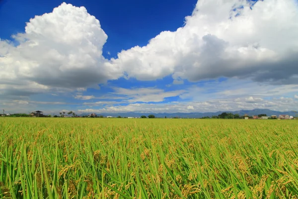 Hari yang cerah dengan padi — Stok Foto