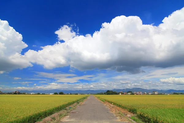 El camino rural con arrozal dorado y nube blanca —  Fotos de Stock
