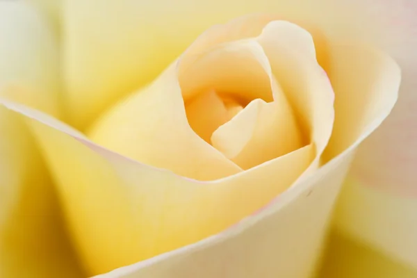 Белая романтическая роза — стоковое фото