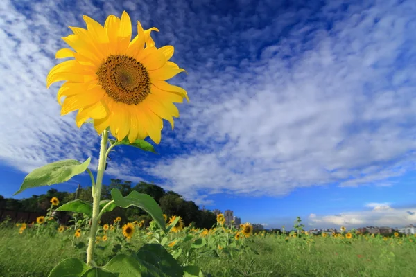 Hermosa flor del sol bajo el cielo azul —  Fotos de Stock