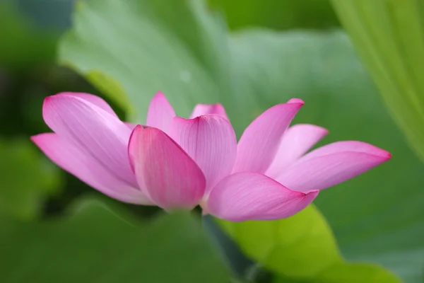 Güzel, lotus — Stok fotoğraf