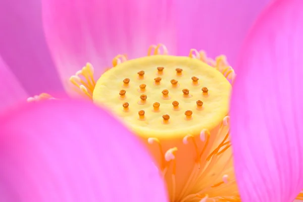 Yakından bakmak güzel lotus — Stok fotoğraf