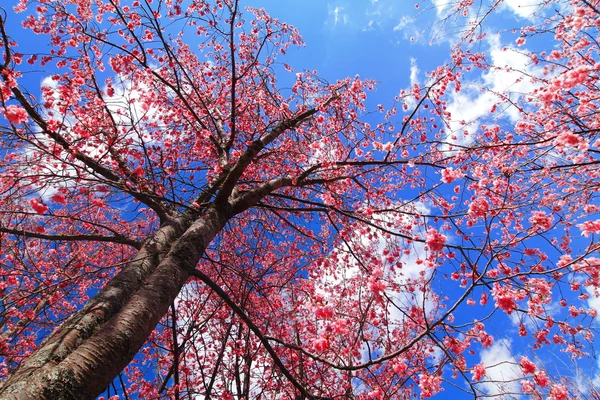 분홍빛 벚꽃 — 스톡 사진