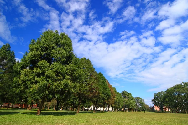 stock image Green trees under blue sky