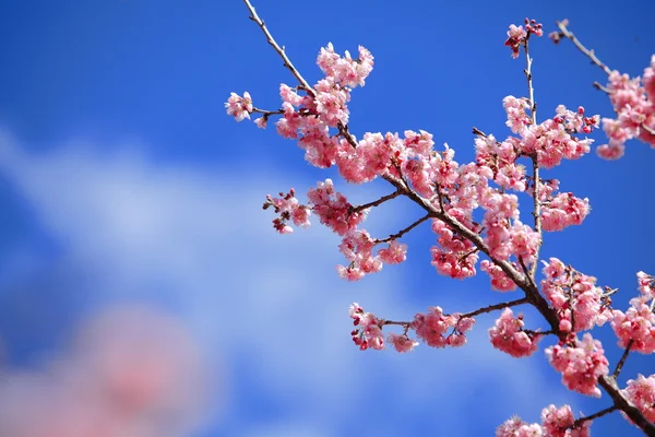Flor de cereja rosa — Fotografia de Stock