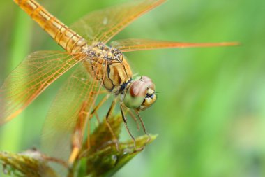 Golden dragonfly close up clipart