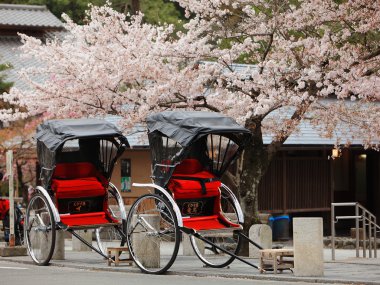 Japan ricksha with cherry blossoms tree clipart