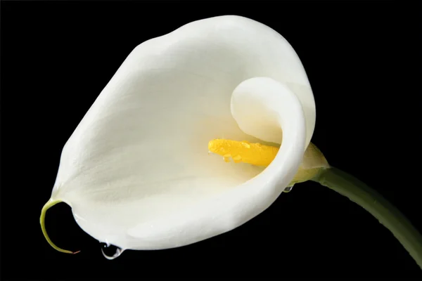Charming Calla lily — Stok Foto