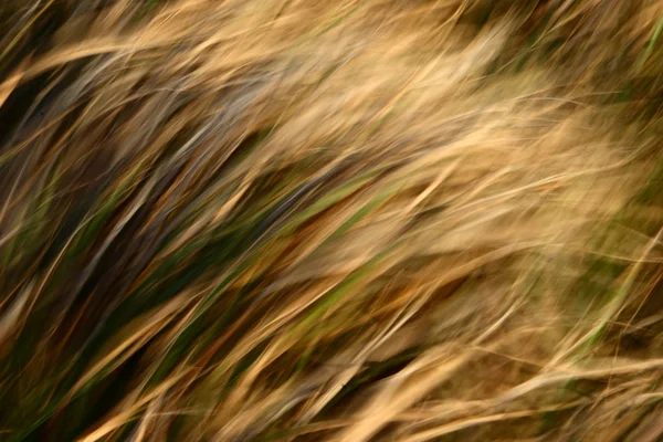 Жовта трава на вітрі — стокове фото