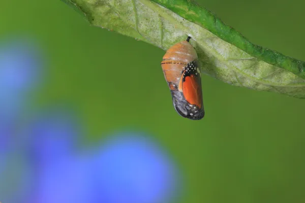 Erstaunlicher Moment über einen Schmetterling — Stockfoto