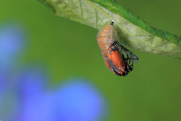 Удивительный момент о бабочке — стоковое фото