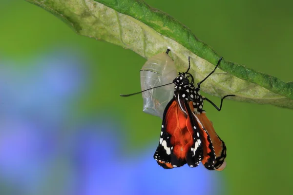 Amazing moment about butterfly change — Stock Photo, Image