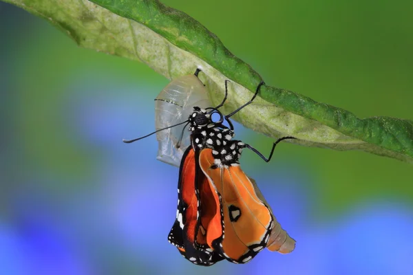 Increíble momento sobre el cambio de mariposa — Foto de Stock