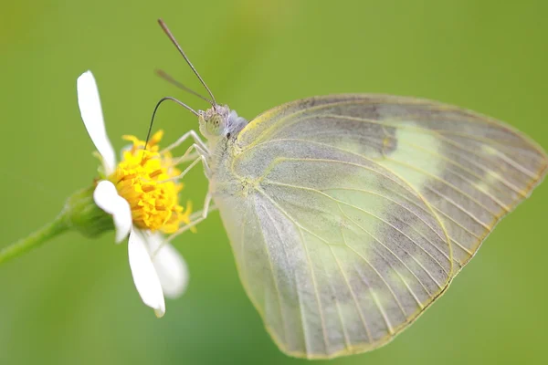 Prachtige vlinder — Stockfoto