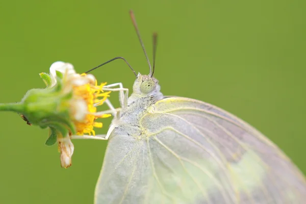 美しい蝶 — ストック写真