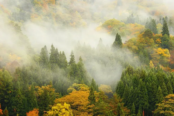 Csodálatos reggel köd az erdő és a hegy — Stock Fotó
