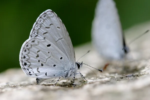 Ładny mały motyl — Zdjęcie stockowe