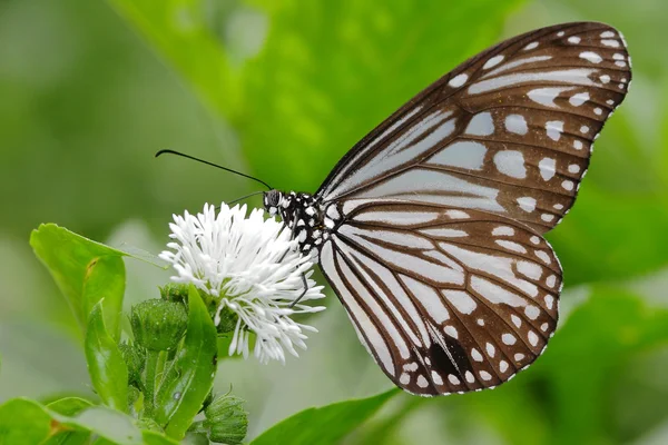 Prachtige vlinder met witte bloem — Stockfoto