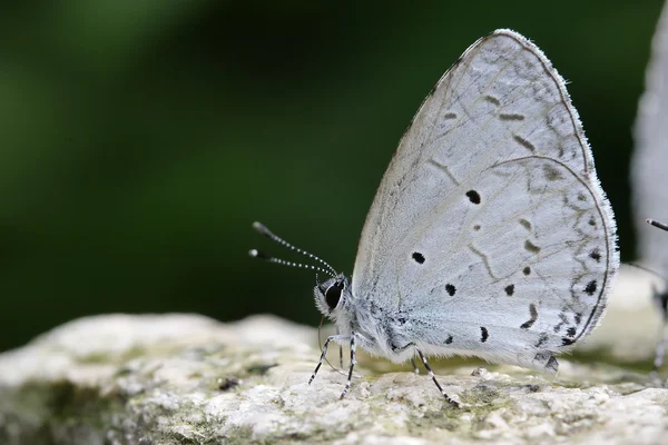 Schattige kleine vlinder — Stockfoto