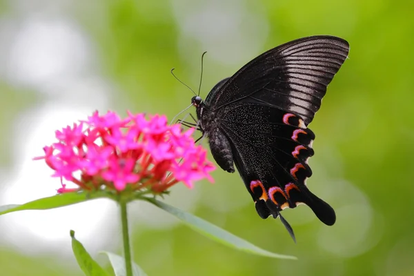ピンクの花とカラフルな飛行蝶 — ストック写真