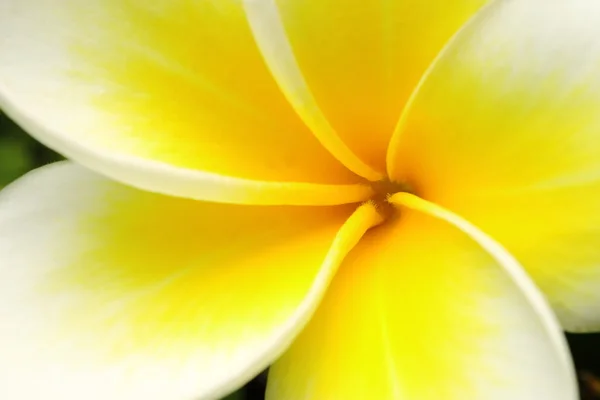 stock image Yellow Flower pistil