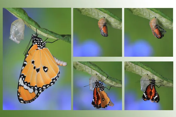 Butterfly change form chrysalis amazing moment — Stock Photo, Image