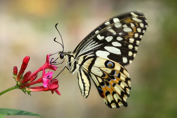 Beau papillon volant avec fleur rouge et fond vert — Photo