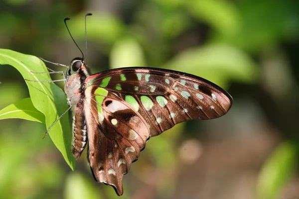 Zelené místo motýl na zelený list — Stock fotografie