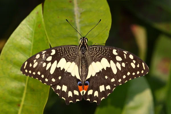 Beautiful wing of butterfly — Stock Photo, Image