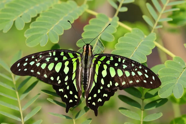 Πράσινη πεταλούδα μονάρχης σε πράσινο φύλλο — Φωτογραφία Αρχείου