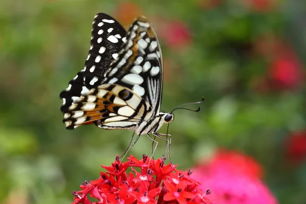 Bela borboleta voadora (Monarca) em flor vermelha — Fotografia de Stock