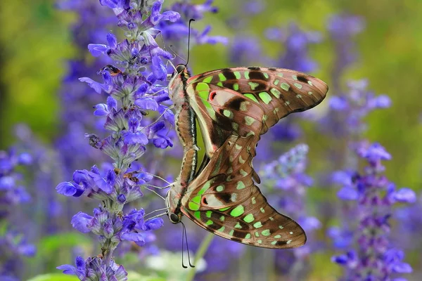 Kelebek Parkı yeşil ve mavi arka plan ile aşk — Stok fotoğraf