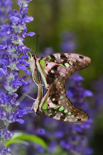 Amor de la mariposa (Monarca ) — Foto de Stock
