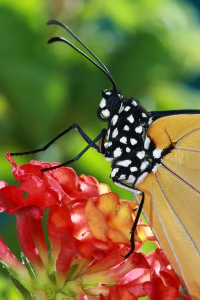 Krásný motýl červený květ a zeleným pozadím — Stock fotografie