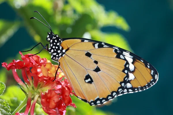 Bela borboleta com flor vermelha e fundo verde — Fotografia de Stock