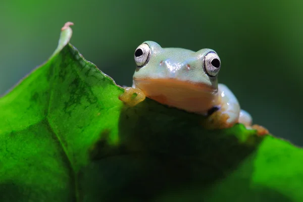 Милая лягушка с зеленым листом — стоковое фото