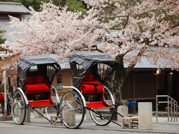 日本 ricksha 与樱花树 — 图库照片