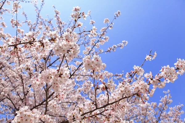 Gyönyörű rózsaszín cseresznyevirág lövés Japánban — Stock Fotó