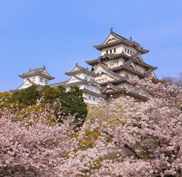 Японский замок и красивая розовая вишня цветут выстрел в Японии — стоковое фото