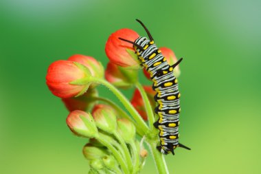 Cute caterpillar clipart