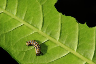Cute Caterpillar clipart