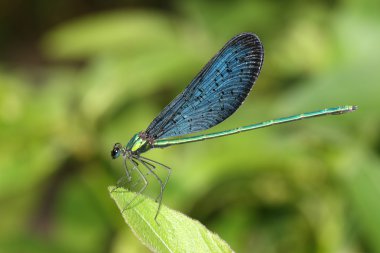 Beautiful blue dragonfly clipart