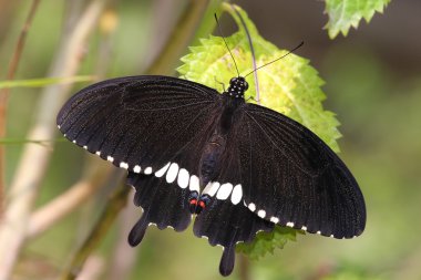 A black butterfly clipart