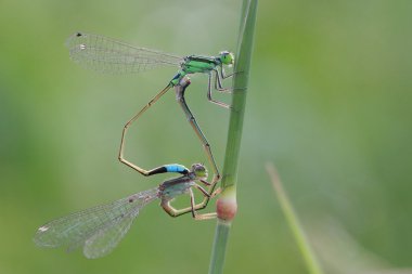 Love of cute dragonfly clipart