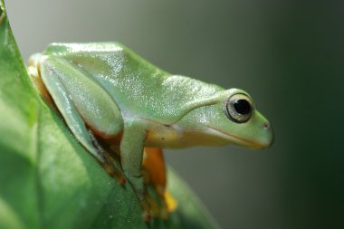 Cute green Frog clipart