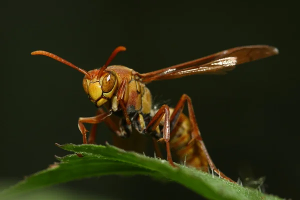 Oog van wasp — Stockfoto
