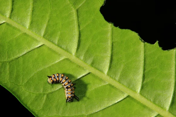 Söt larv — Stockfoto