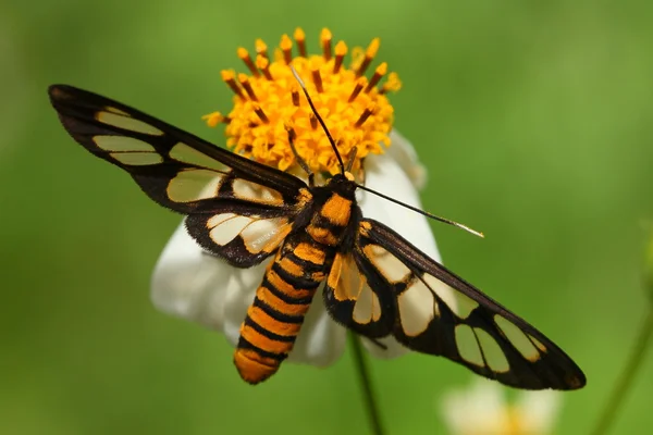 Transparenter Flügel eines niedlichen Insekts — Stockfoto