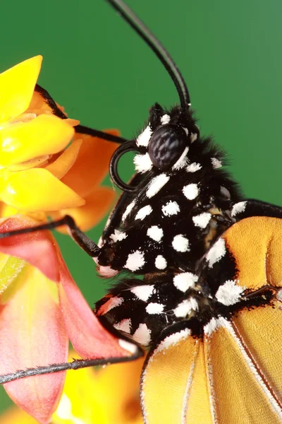Beautiful butterfly — Stock Photo, Image