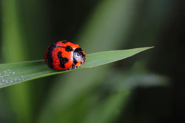 Yeşil yapraklı kırmızı uğur böceği — Stok fotoğraf